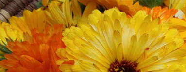 Z ognjičem nad srčne bolezni